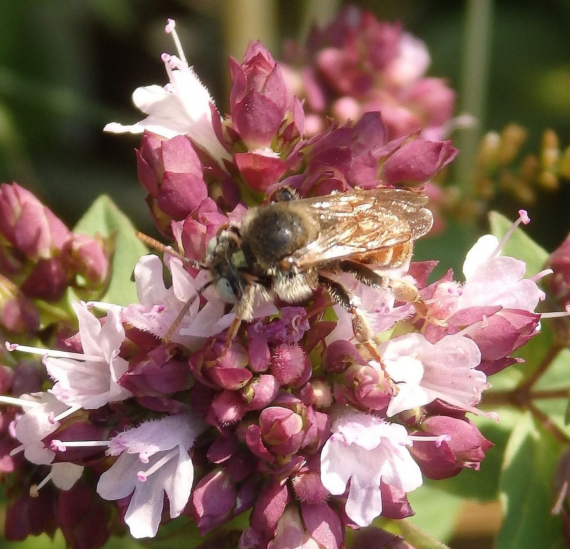 Wildbiene auf Oregano