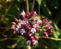 Wildbiene auf Oregano