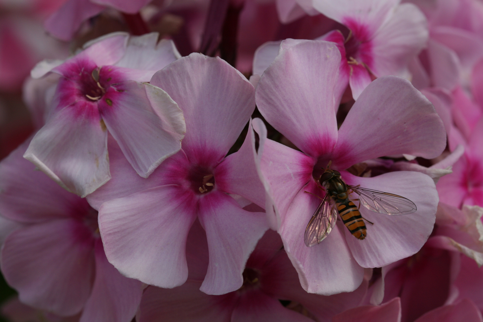 Wildbiene auf Phlox