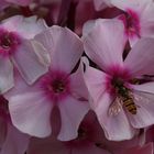 Wildbiene auf Phlox