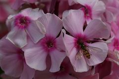 Wildbiene auf Phlox