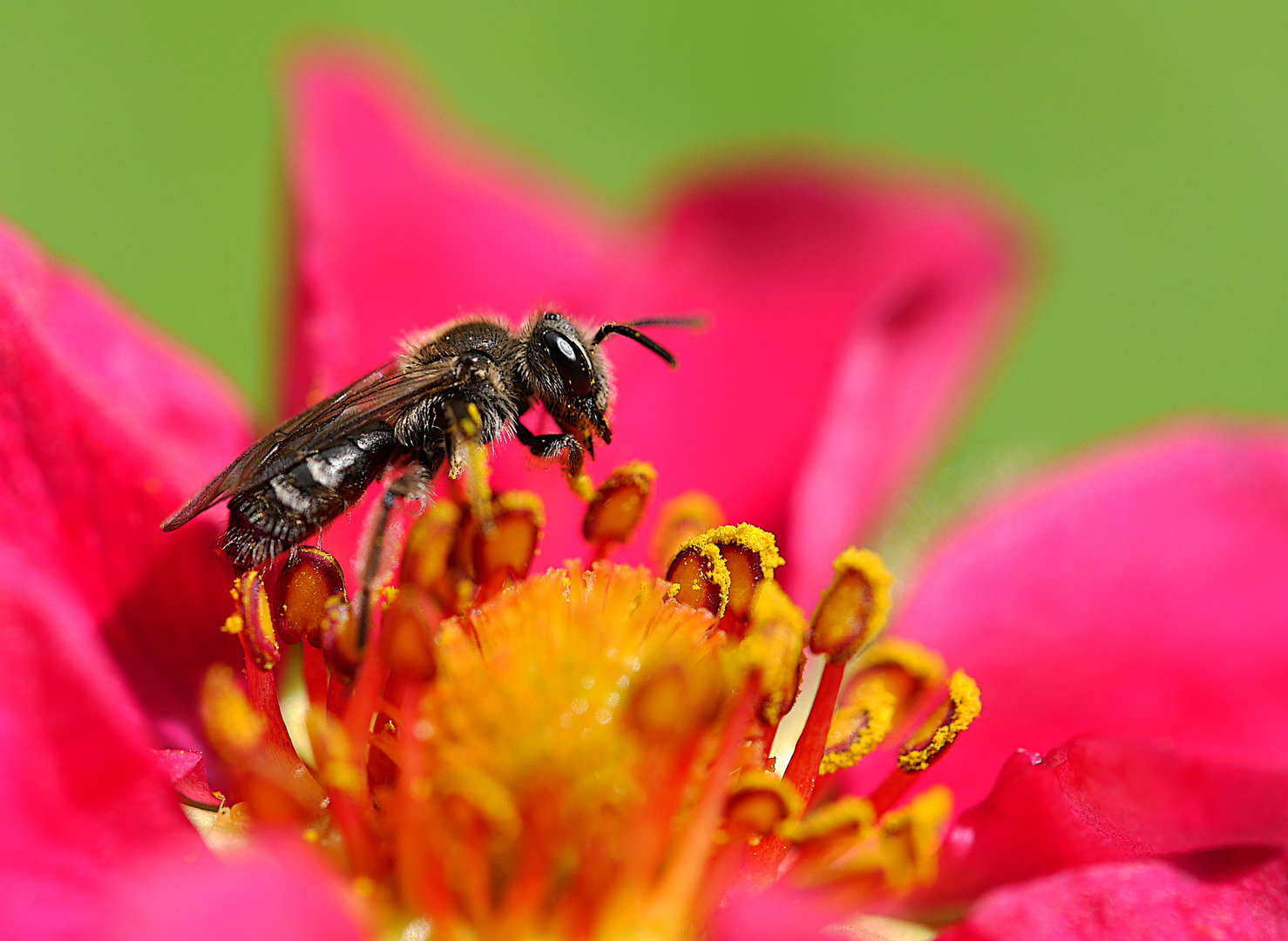 Wildbiene auf roter Erdbeerblüte