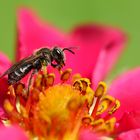 Wildbiene auf roter Erdbeerblüte