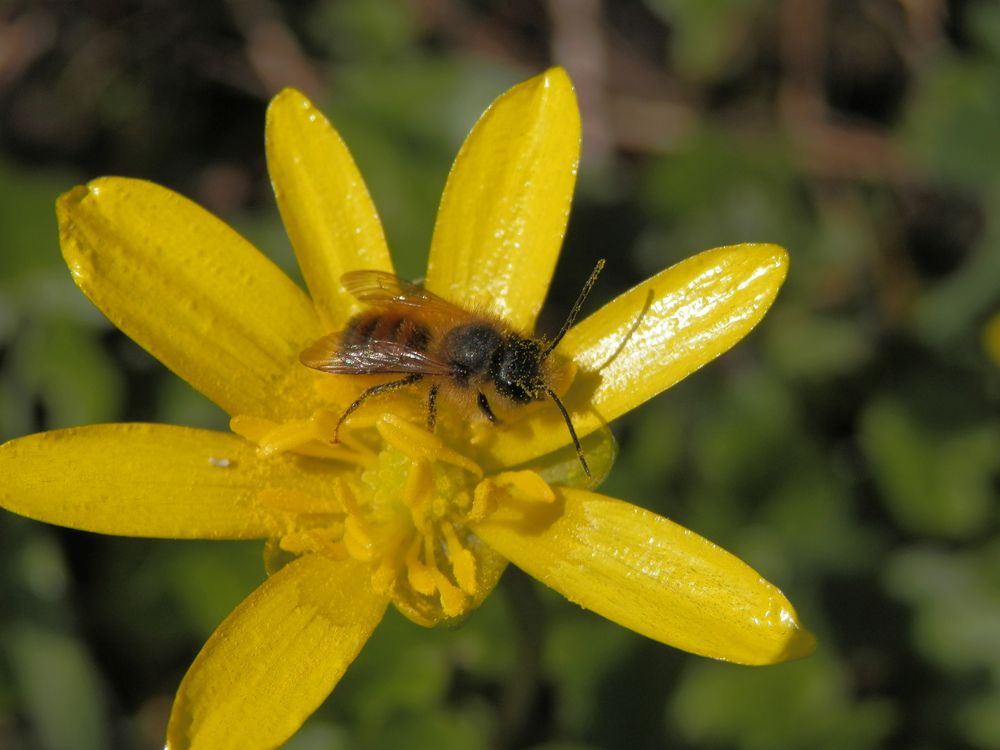 Wildbiene auf Scharbockskraut