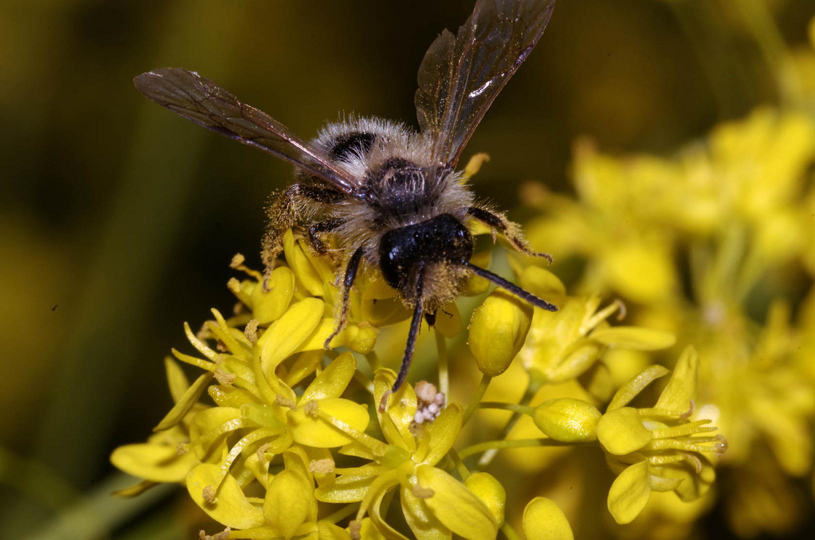 Wildbiene auf Senfblüten