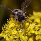 Wildbiene auf Senfblüten