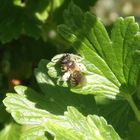 Wildbiene auf Stachelbeerblatt