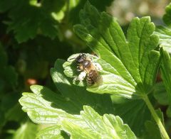 Wildbiene auf Stachelbeerblatt