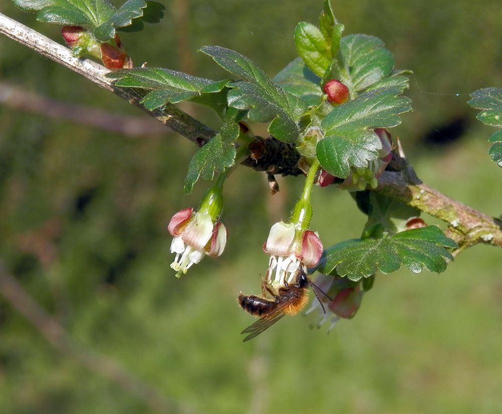 Wildbiene auf Stachelbeerblüte - aber welche???