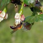 Wildbiene auf Stachelbeerblüte - Aussschnittsvergrößerung