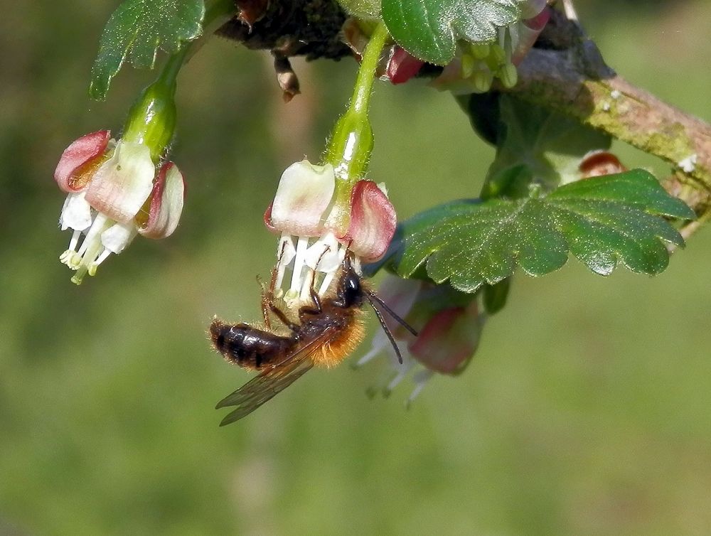 Wildbiene auf Stachelbeerblüte - Aussschnittsvergrößerung
