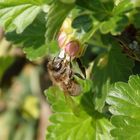 Wildbiene auf Stachelbeerblüte