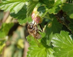 Wildbiene auf Stachelbeerblüte