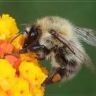 ----   Wildbiene auf Wandelröschen   ---