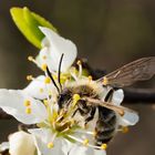 Wildbiene auf Weißdornblüte