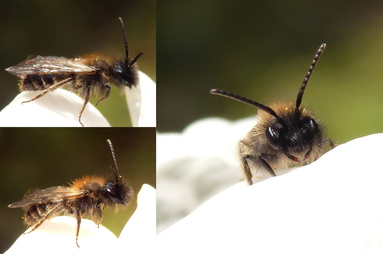 Wildbiene auf weißem Krokus