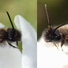 Wildbiene auf weißem Krokus