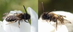 Wildbiene auf weißem Krokus