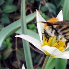 Wildbiene auf wilder Tulpe