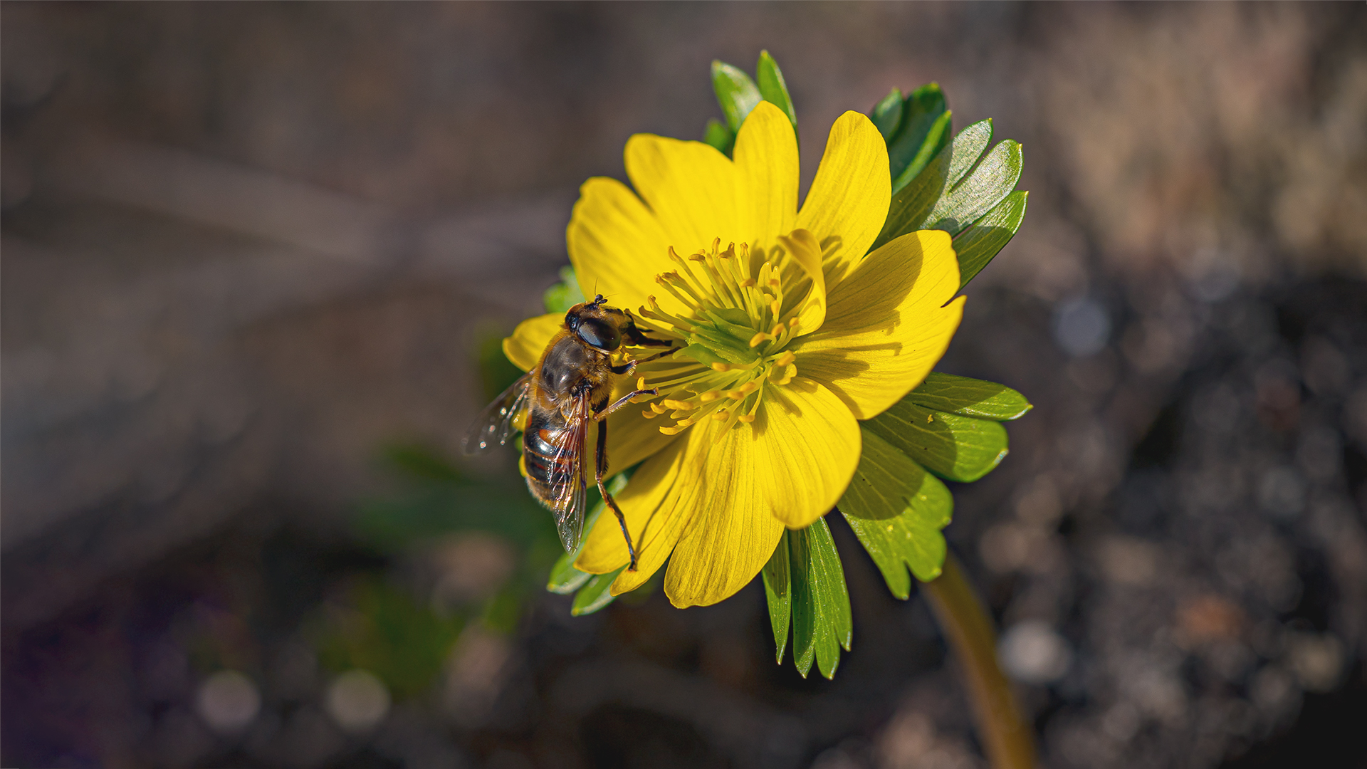 Wildbiene  auf Winterling