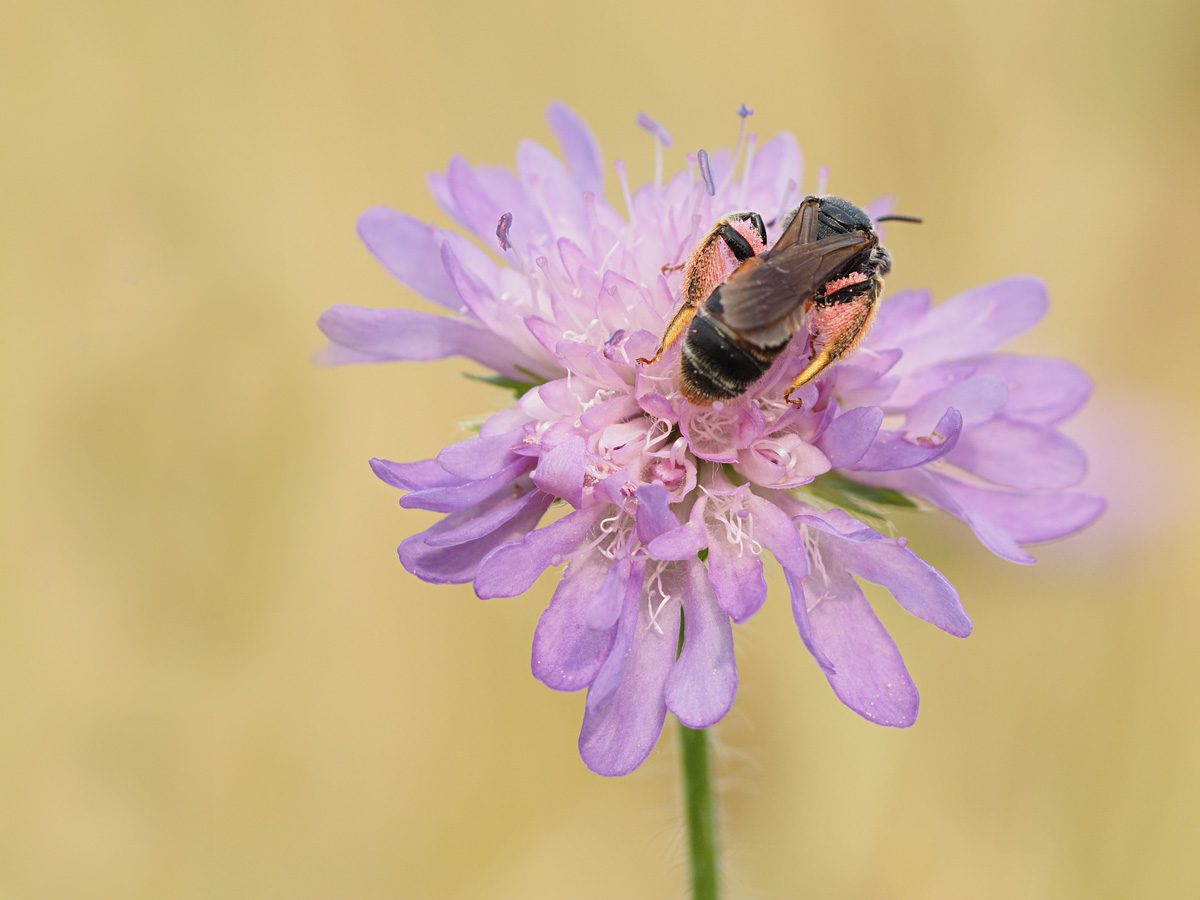 Wildbiene auf Witwenblume