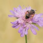 Wildbiene auf Witwenblume