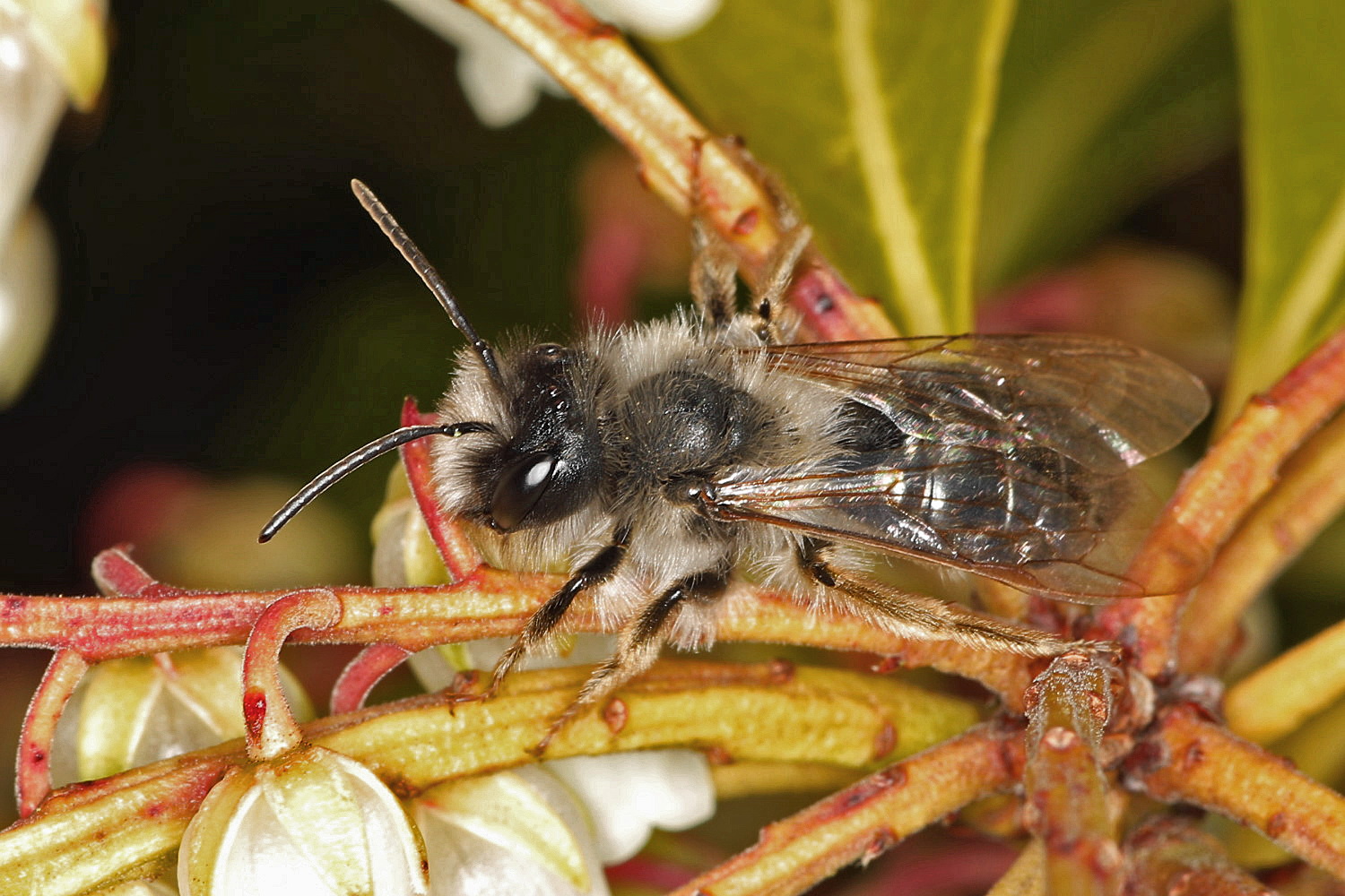 Wildbiene Foto & Bild fotos, makro, frühling Bilder auf