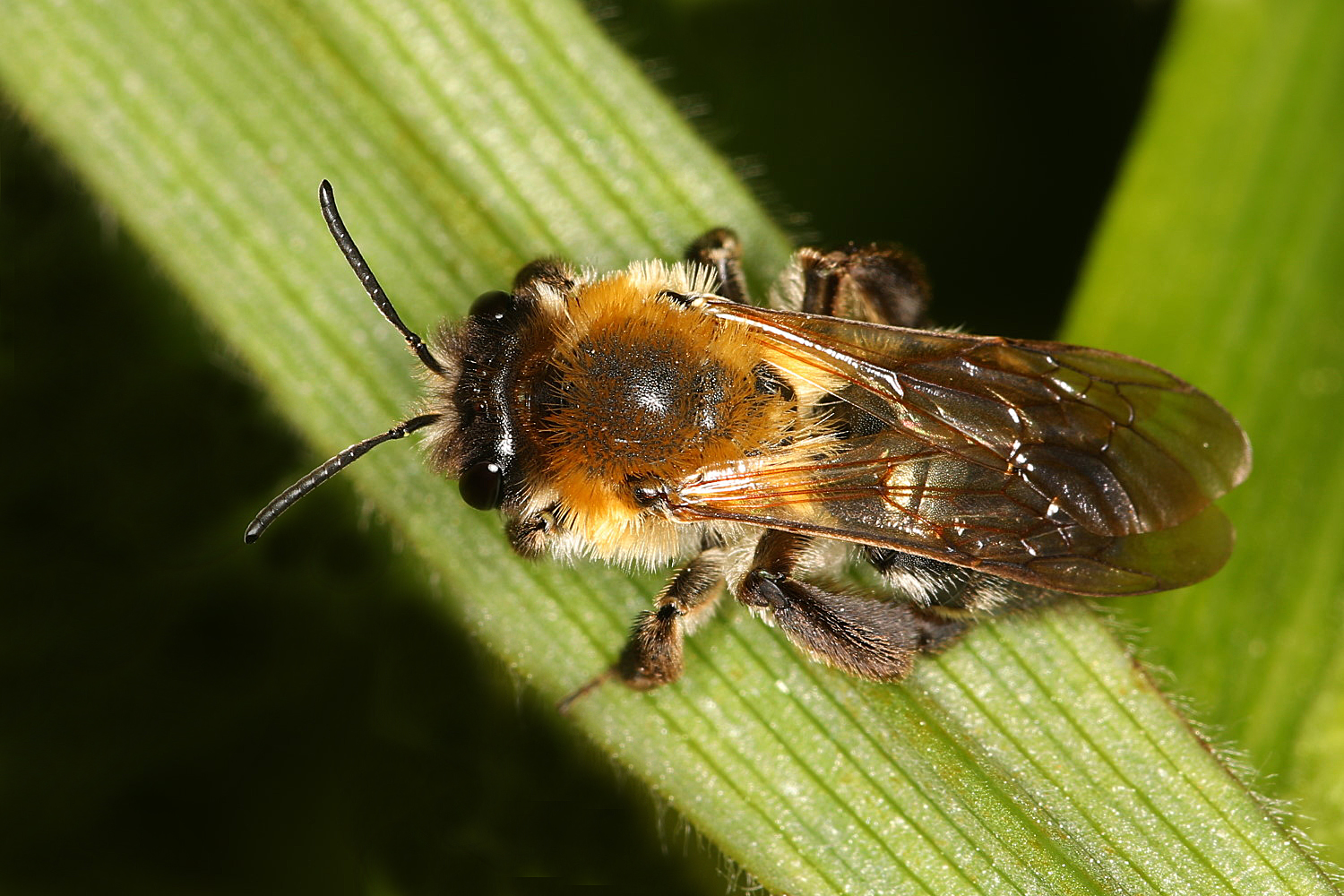 Wildbiene Foto & Bild bienen, fotos, makro Bilder auf