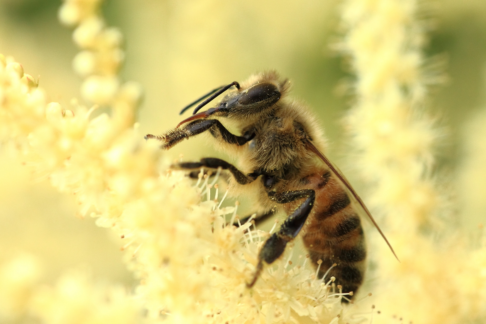 Wildbiene Foto & Bild tiere, wildlife, insekten Bilder auf