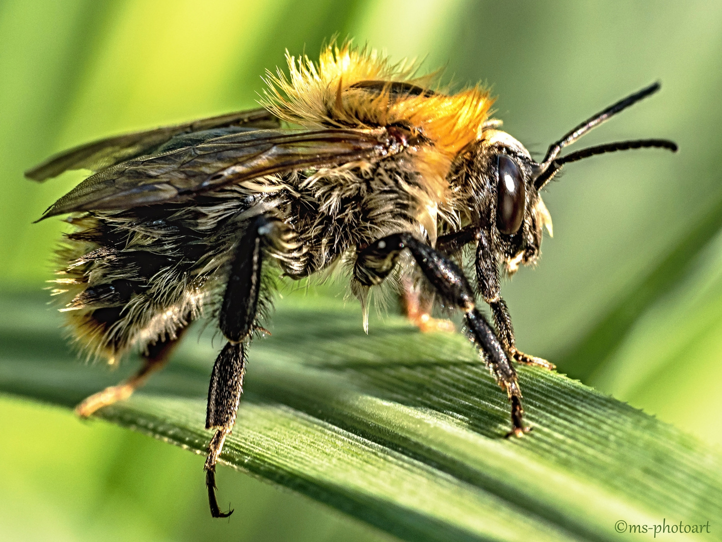 Wildbiene beim abtrocknen