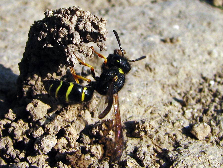 Wildbiene beim Bau