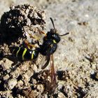 Wildbiene beim Bau