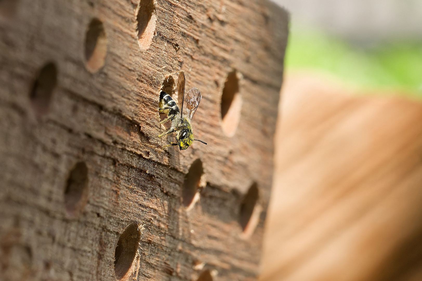 Wildbiene beim Einrichten ihrer Brutröhre