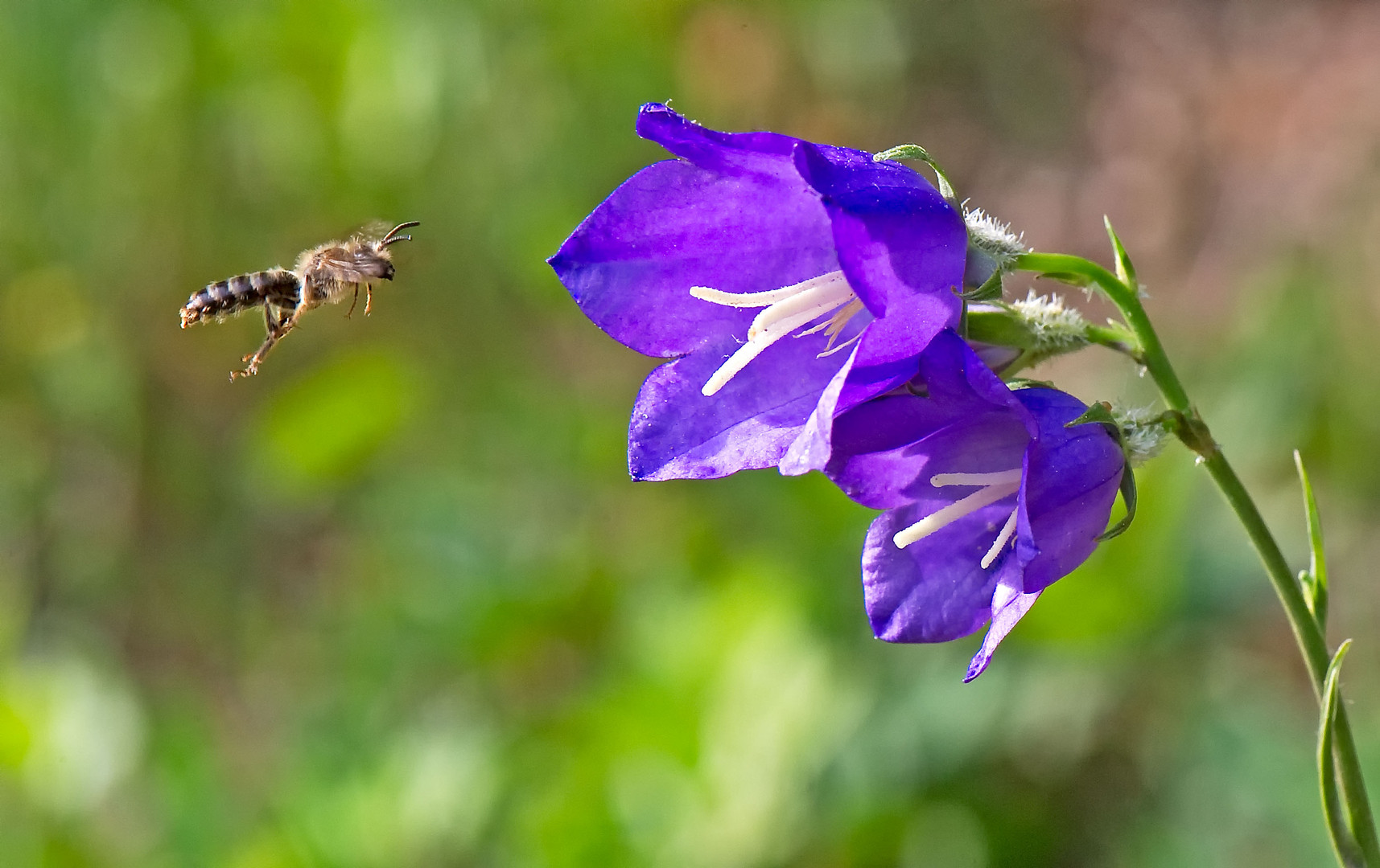 Wildbiene beim Landeanflug