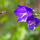 Wildbiene beim Landeanflug