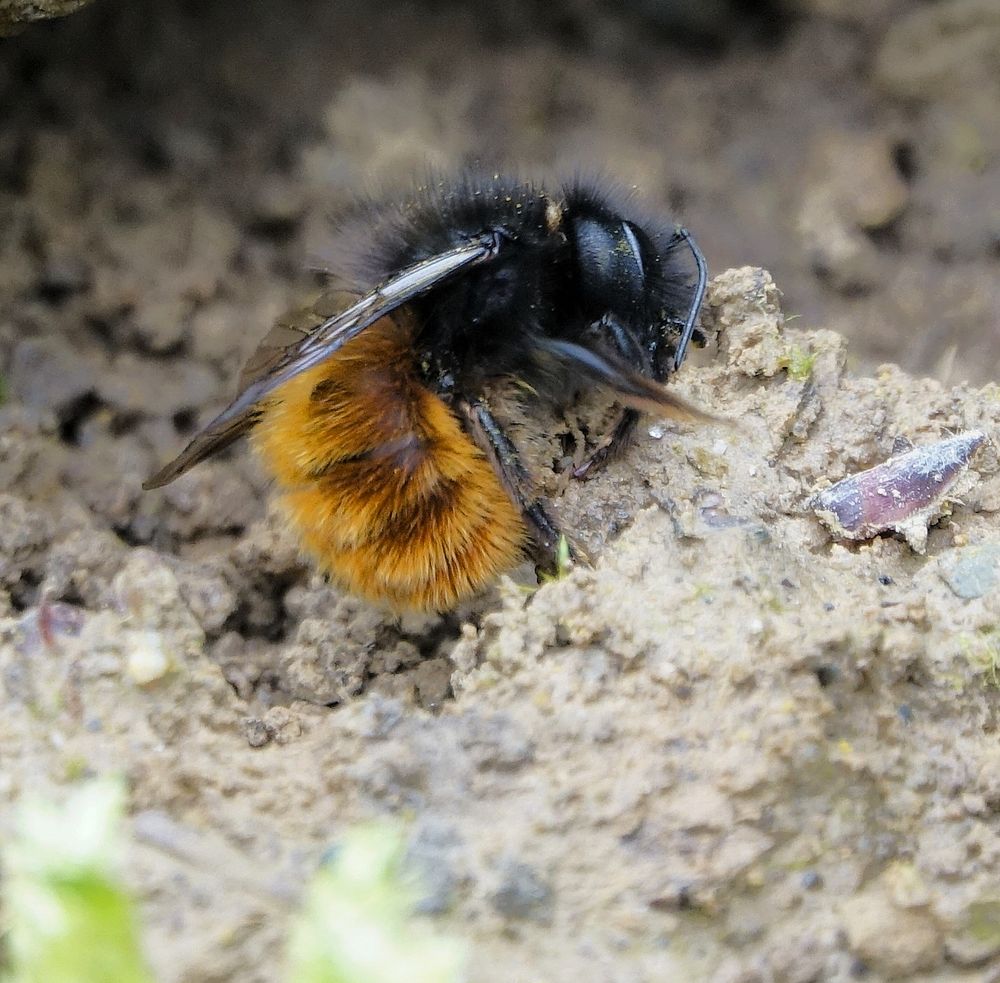 Wildbiene beim Lehmabbau Ende April 2023