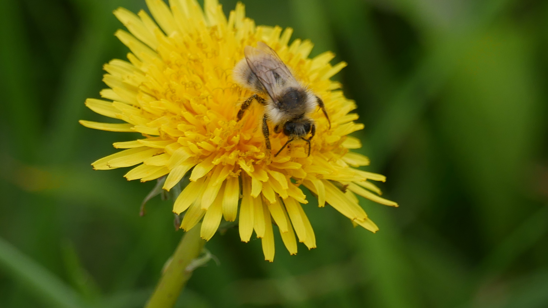 Wildbiene beim Nektar sammeln