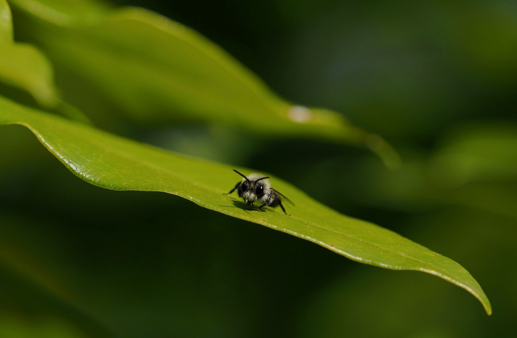 Wildbiene beim Sonnenbad