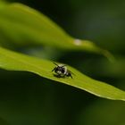 Wildbiene beim Sonnenbad