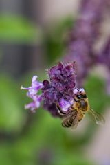 Wildbiene besucht Basilikum