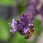 Wildbiene besucht Basilikum