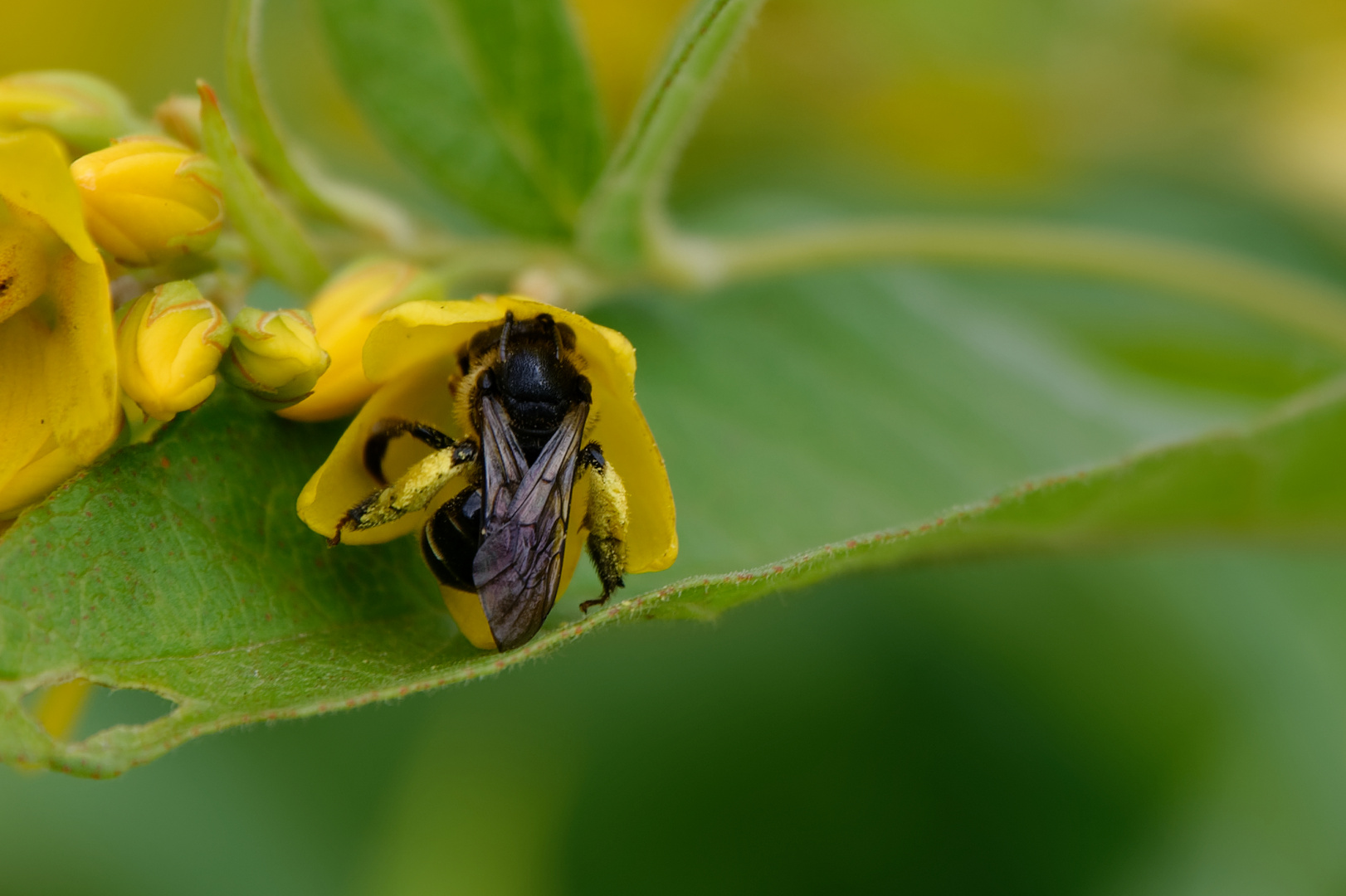 Wildbiene (Bitte Bestimmungshilfe!)