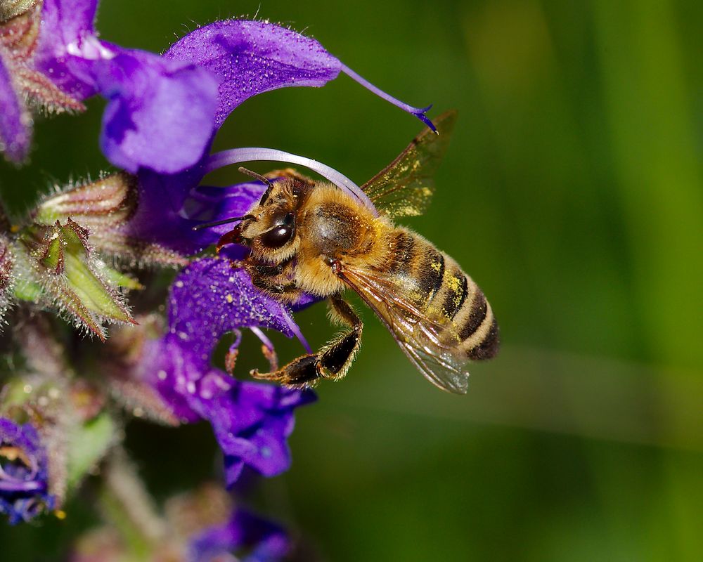 Wildbiene Foto & Bild | tiere, wildlife, insekten Bilder auf fotocommunity