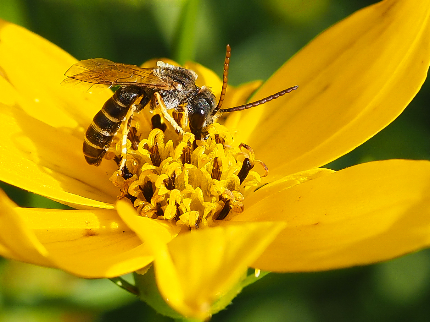 Wildbiene des Jahres 2018: Gelbbindige Furchenbiene