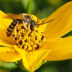 Wildbiene des Jahres 2018: Gelbbindige Furchenbiene