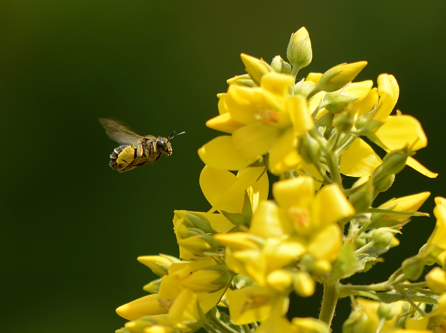 Wildbiene des Jahres 2020