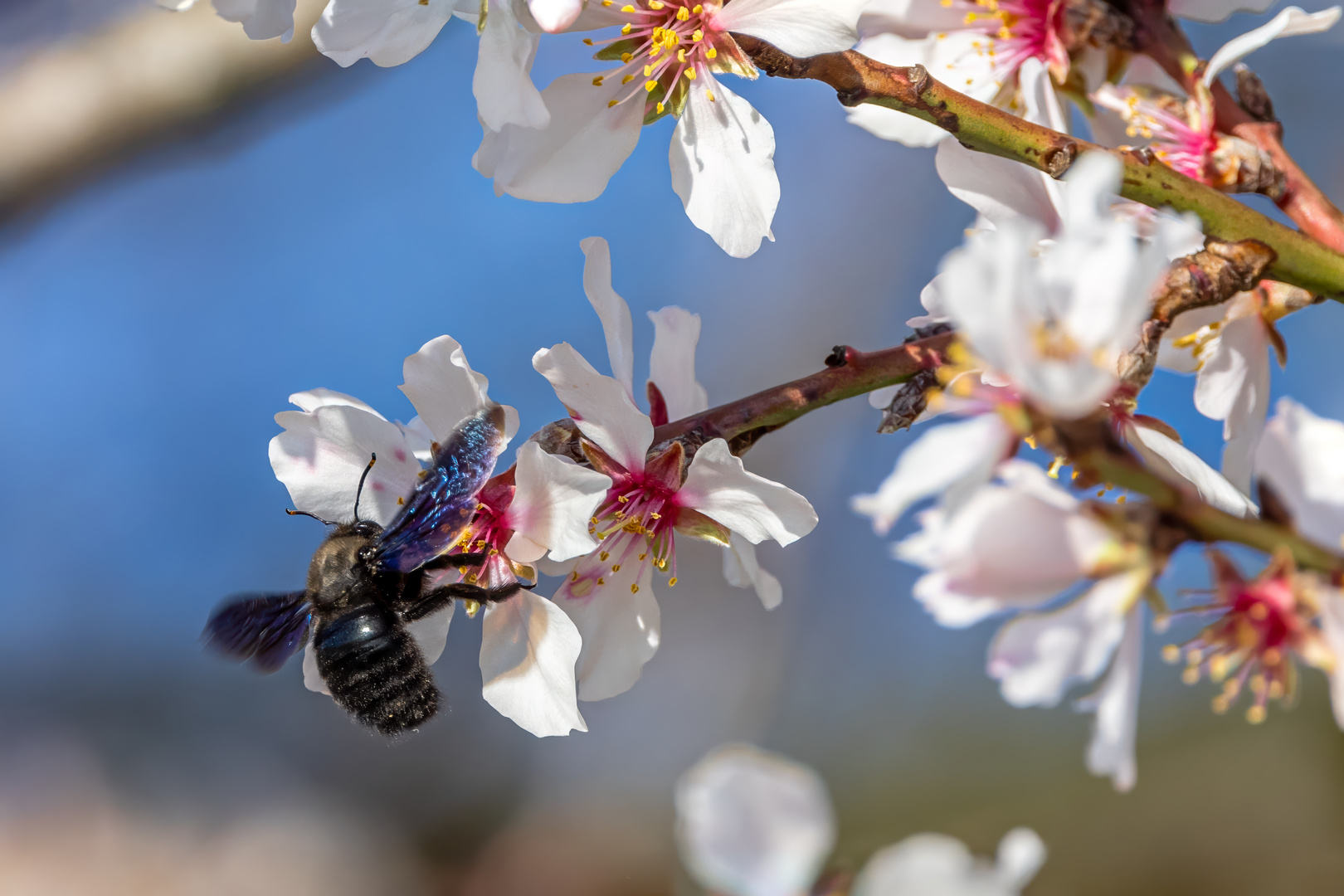 Wildbiene des Jahres