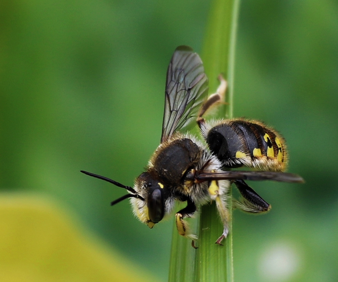 Wildbiene Foto & Bild natur, tiere, wildlife Bilder auf