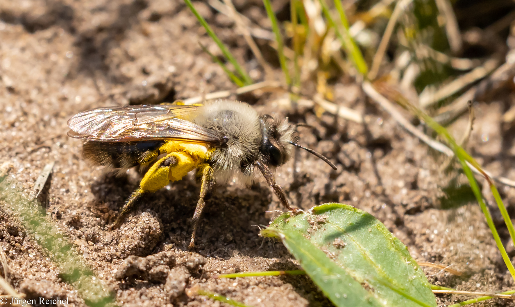 Wildbiene Foto & Bild tiere, wildlife, insekten Bilder auf
