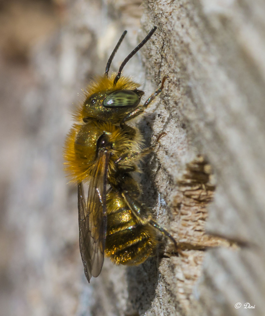 Wildbiene Foto & Bild | nah- & makro, tiere, wildlife Bilder auf ...